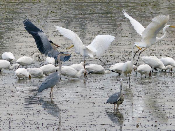 Titolo: Birdwatching in der WWF-Oase am Lago di Alviano 